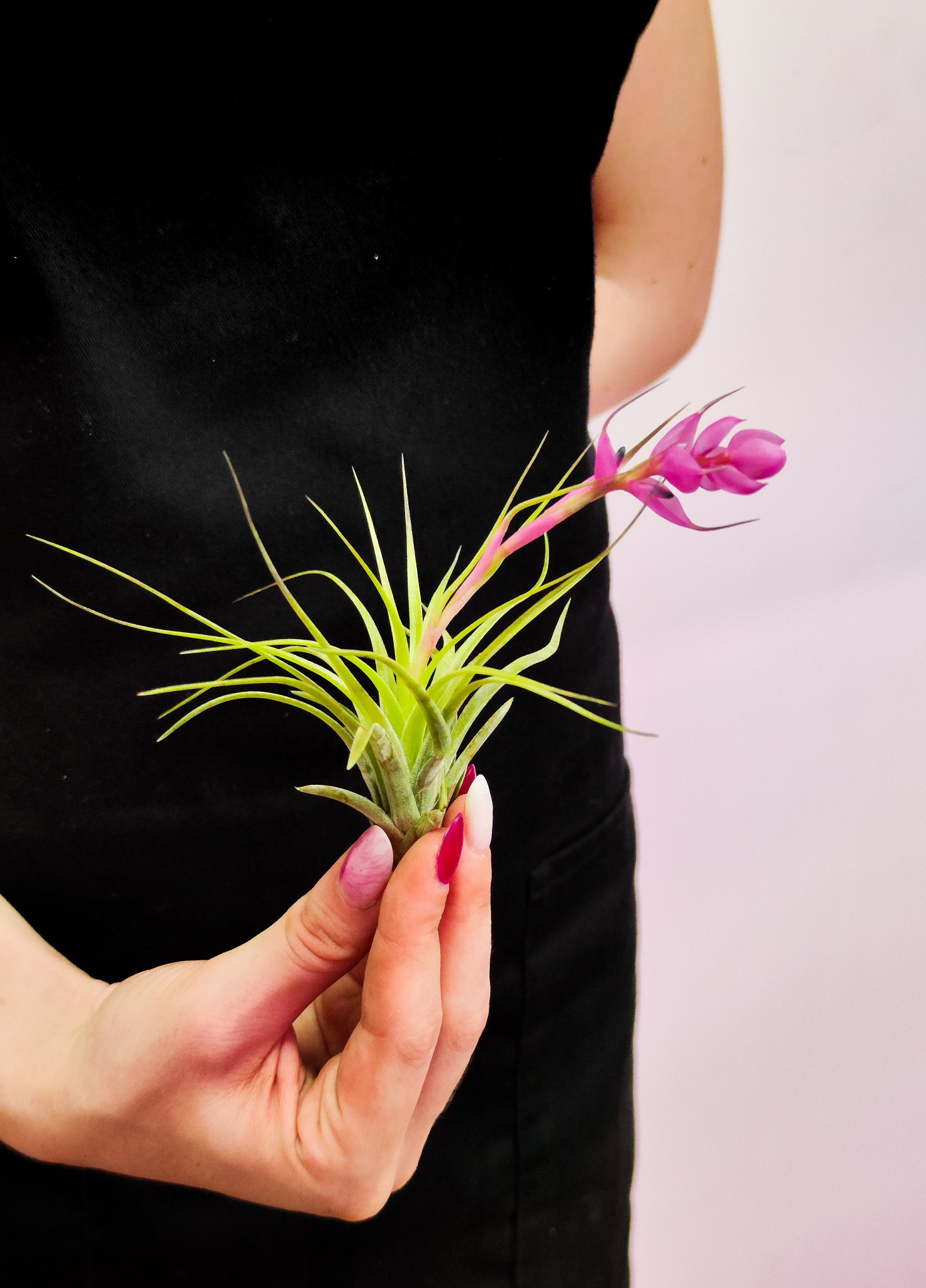 Тилландсия Стрикта Медиум (Tillandsia Stricta Medium)