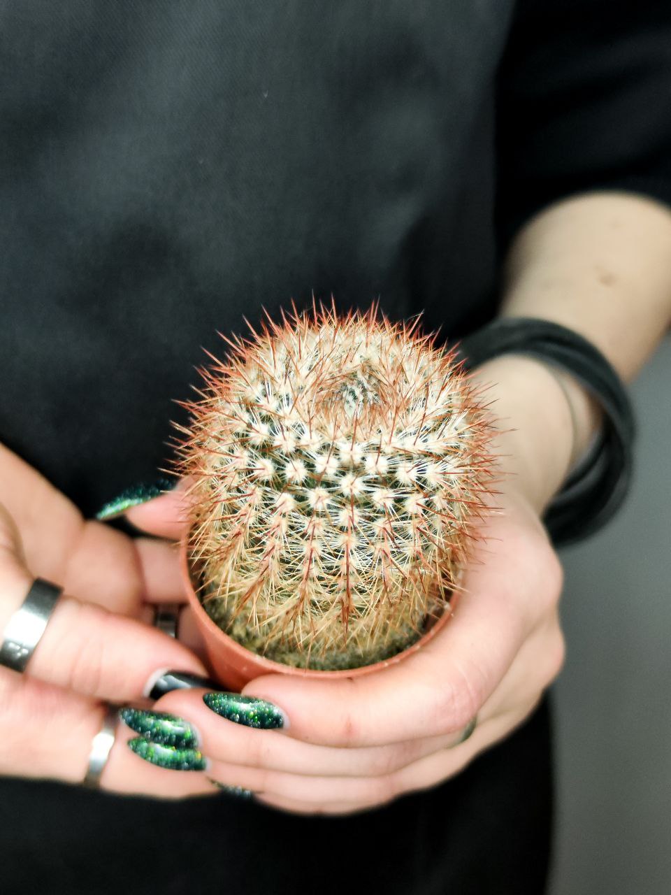 Нотокактус Шлоссера (Notocactus Schlosseri) D5см