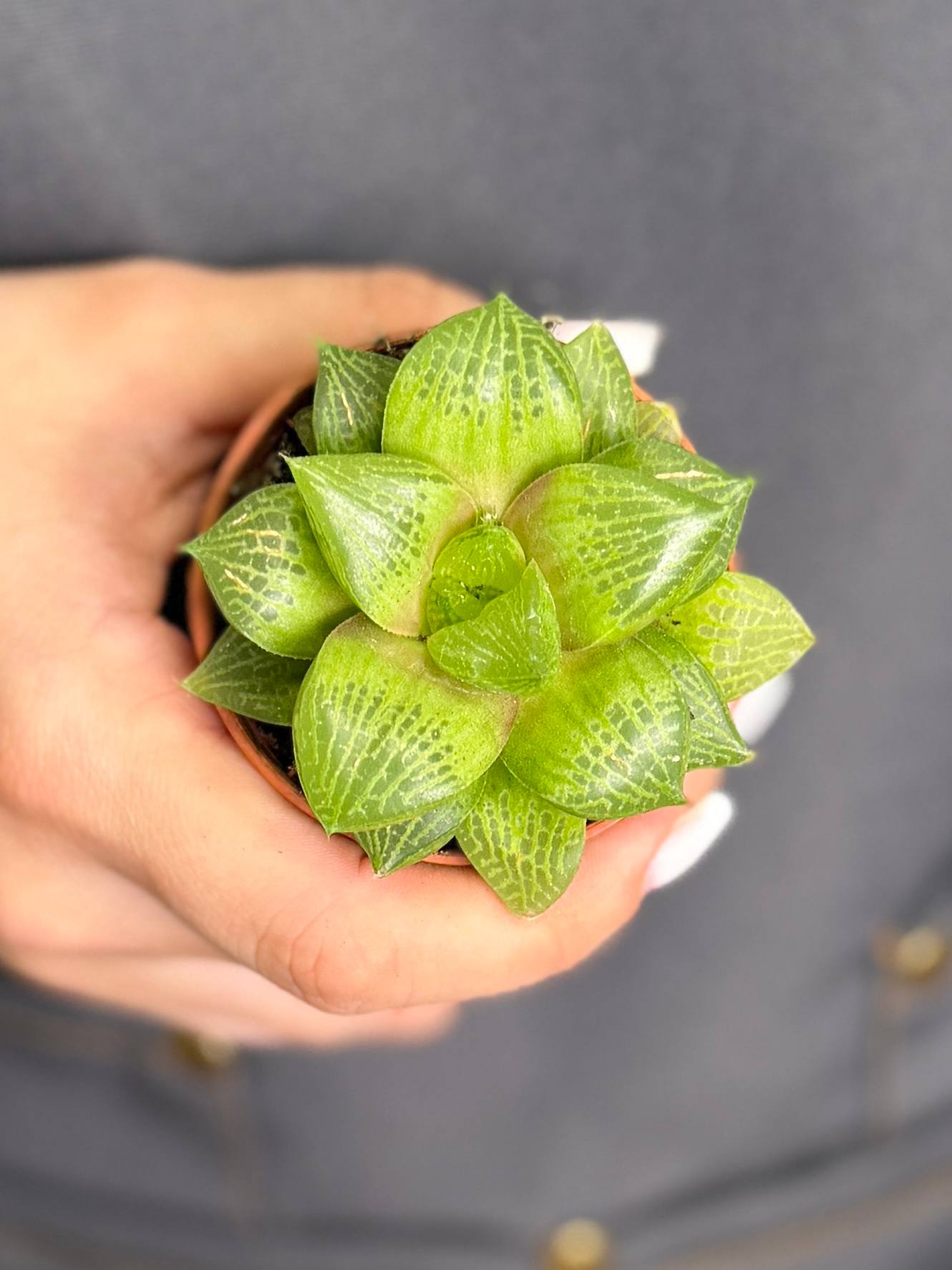 Хавортия Комптониана (Haworthia Сomptoniana) D5см