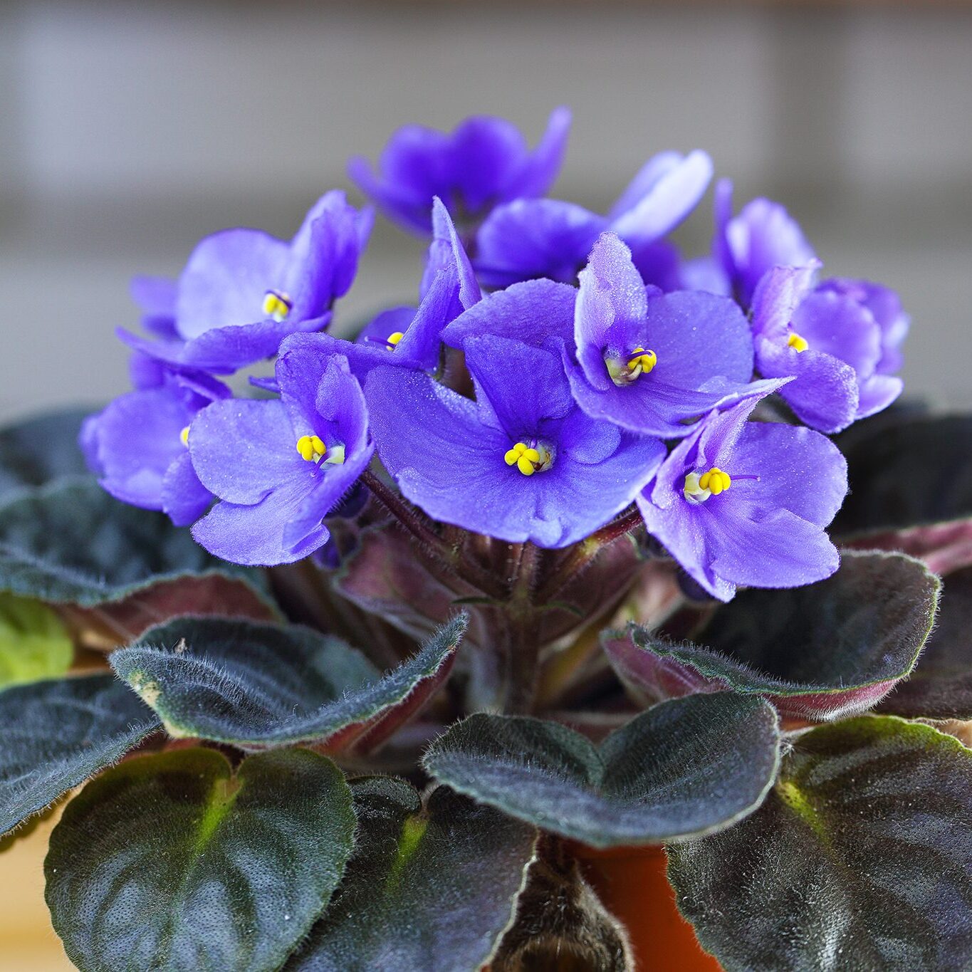 Сенполия Васильковая, или Фиалка (Saintpaulia Blue) D10см