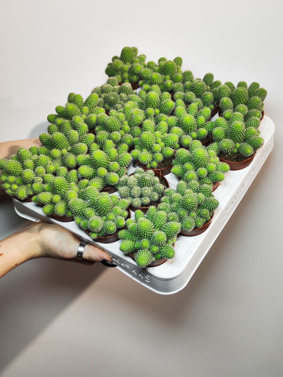 Кактус Ребуция Перплекса (Rebutia Perplexa) D5см