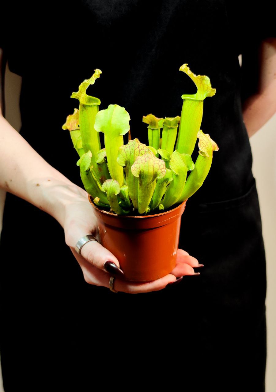 Саррацения Лейкофилла Компакта (Sarracenia Leucophylla Compacta) D9см