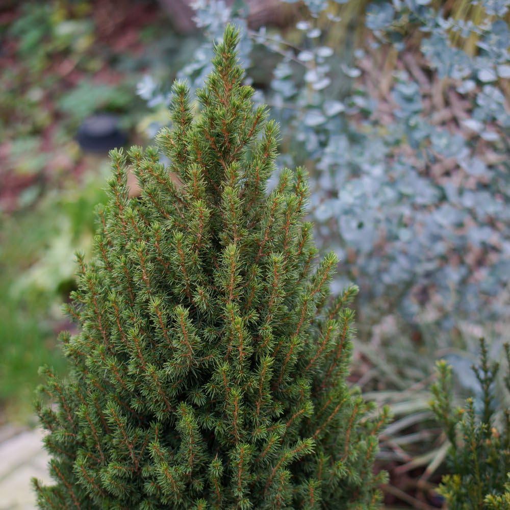 Ель Глаука Перфекта (Picea Glauca Perfecta) D9см, живая елка в горшке