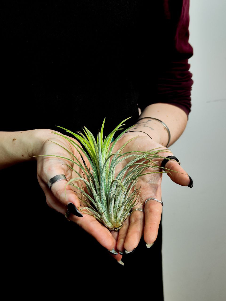 Тилландсия Ионанта Викториана (Tillandsia Ionantha X Brachycalous Victoriana)
