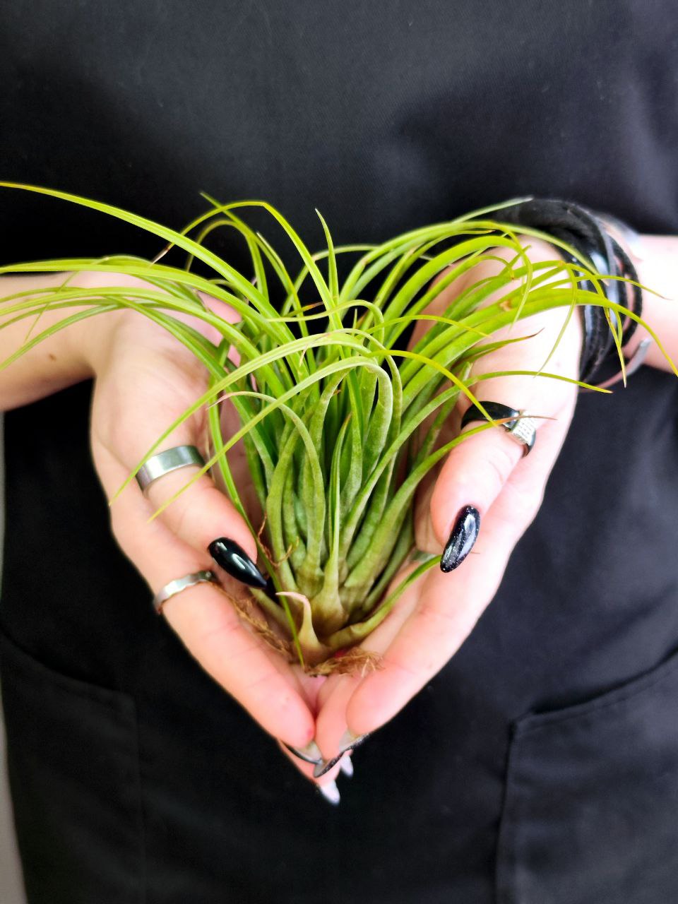 Тилландсия Меланократер Грин (Tillandsia Melanocrater Green)
