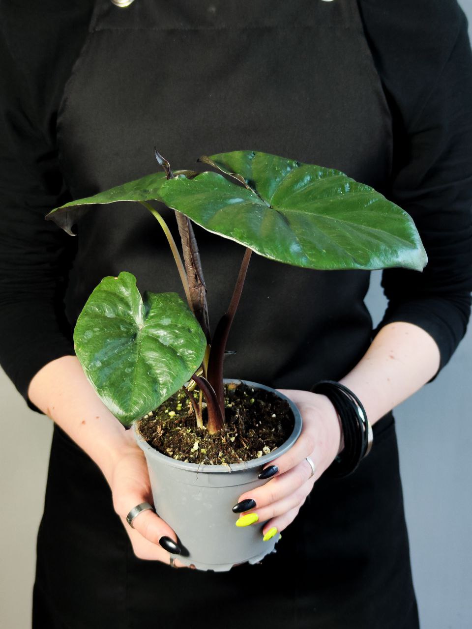 Алоказия Чоколат Грин (Alocasia Chocolate Green) D12см