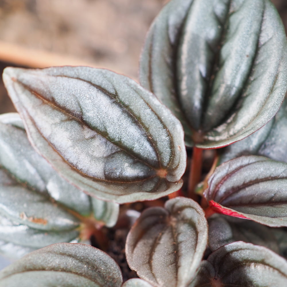 Пеперомия Каперата Мендоза (Peperomia Caperata Mendoza) D5см
