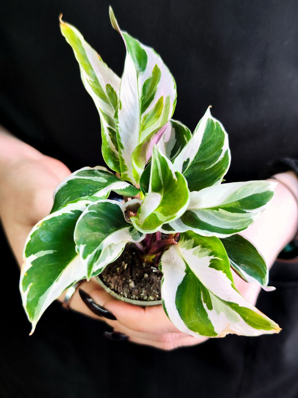 Калатея Вайт Фьюжин (Calathea White Fusion) D6см