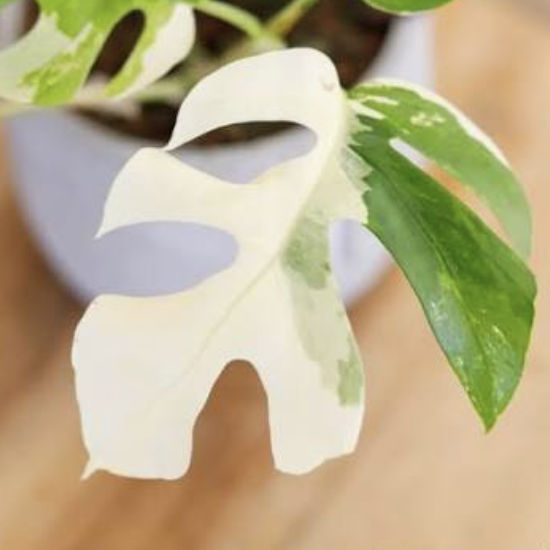 Монстера Минима Вариегатная (Monstera Minima Variegata) D6см