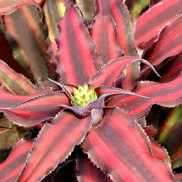 Криптантус Ред Стар (Cryptanthus Red Star) D5см
