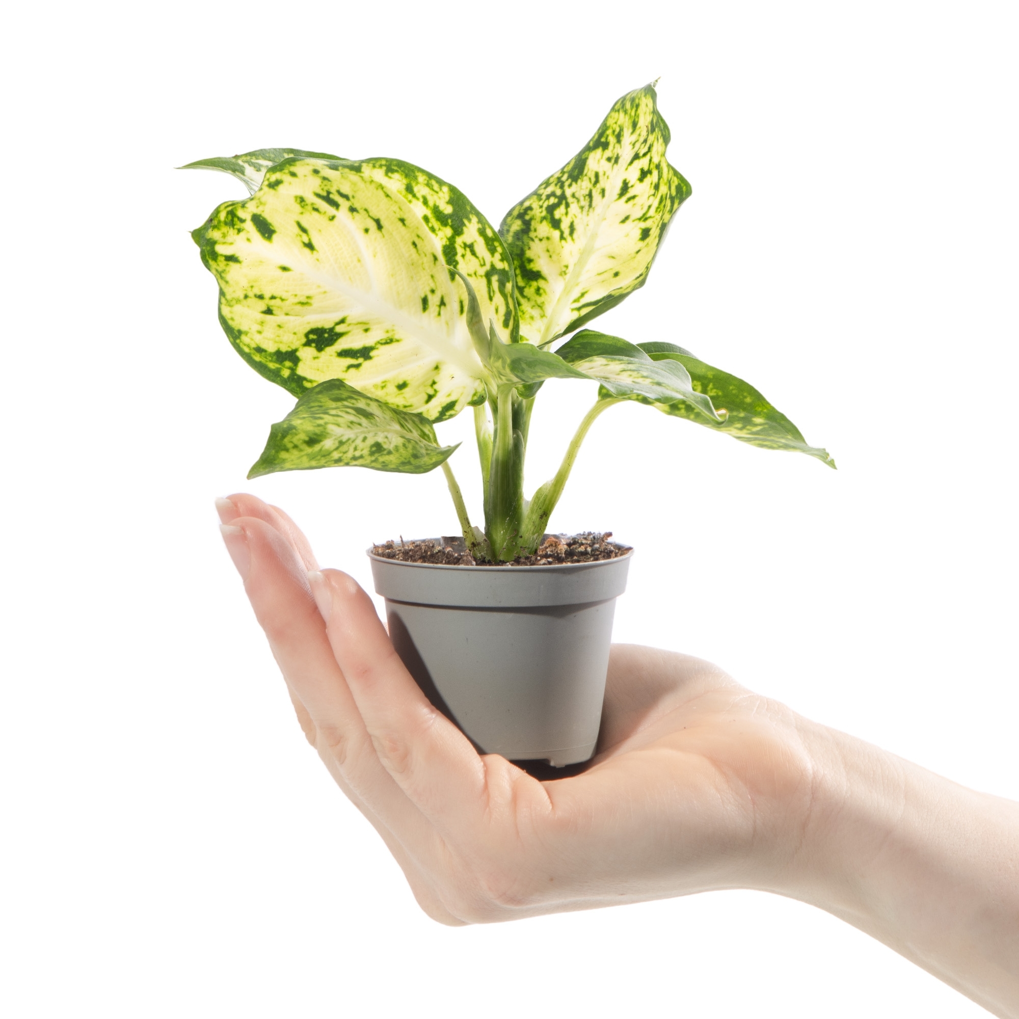 Диффенбахия Макулата Ами (Dieffenbachia Maculata Amy) D6см