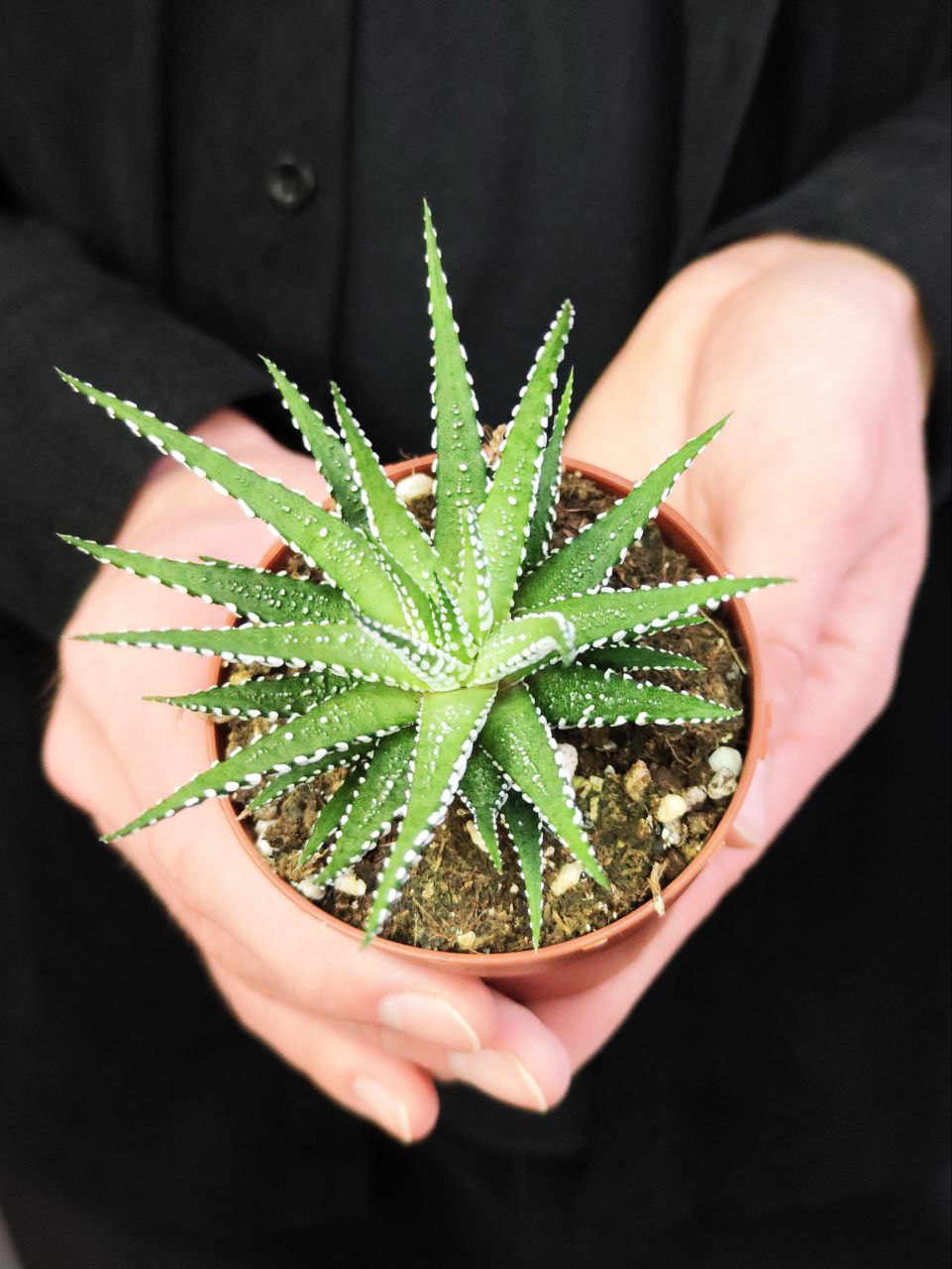 Хавортия Фасциата Альба (Haworthia Fasciata Alba) D8см