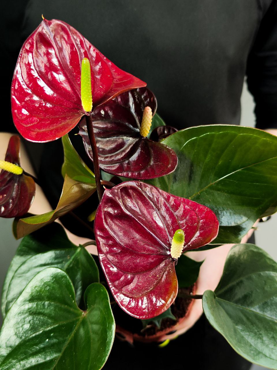 Антуриум Блэк Лав, или Черная Любовь (Anthurium Аndraeanum Black Love) D12см