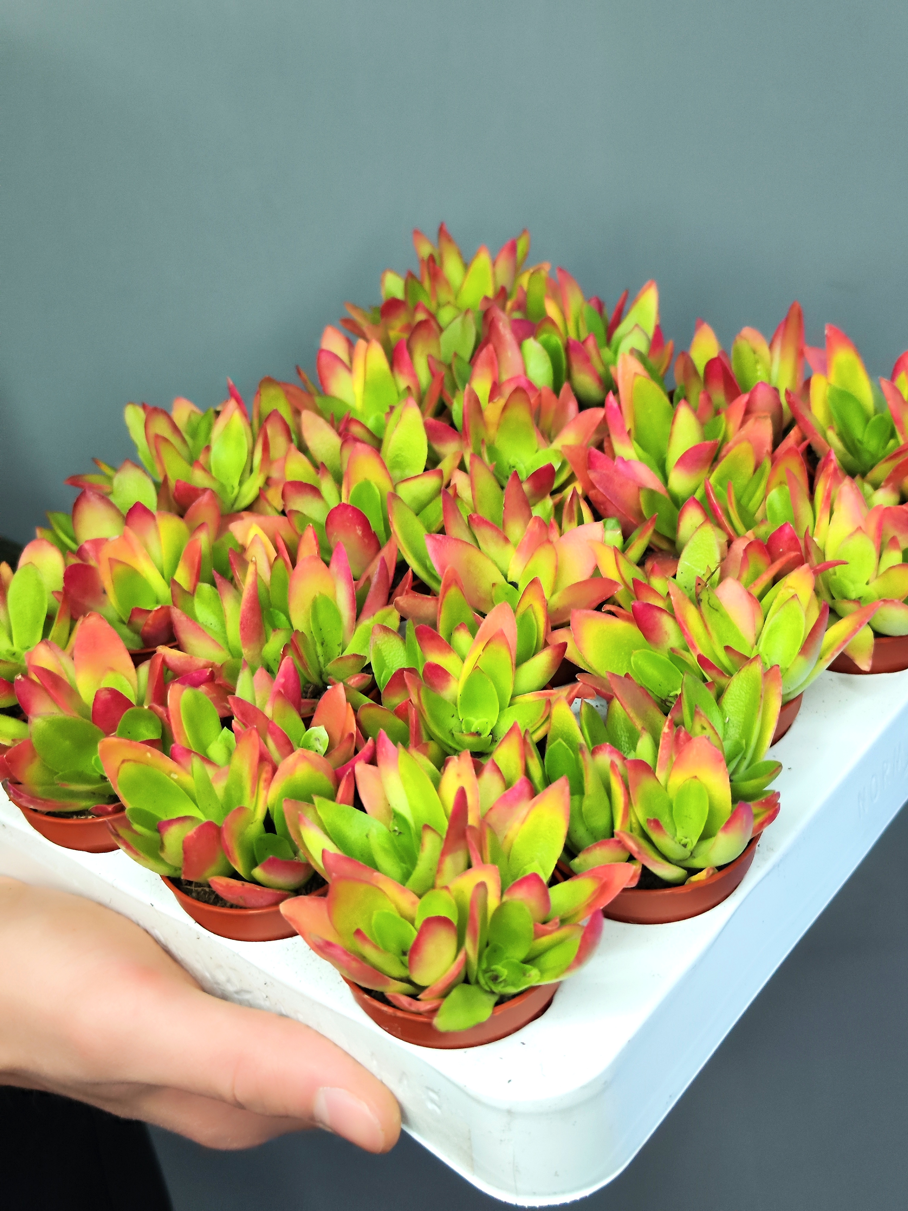 Крассула Капителла Кэмпфайер Ред (Crassula Capitella Campfire Red) D5см