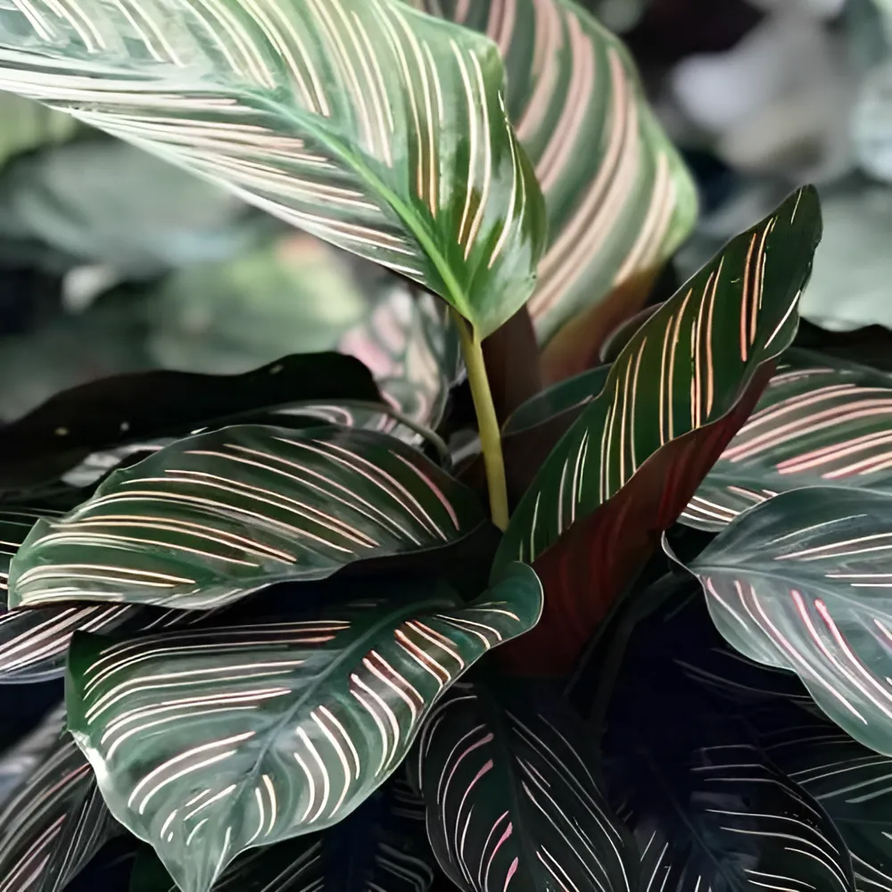 Калатея Орната (Calathea Sanderiana Ornata) D6см