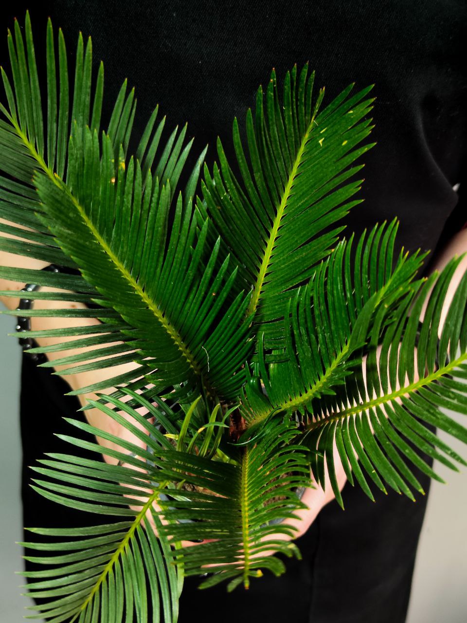 Цикас Революта (Cycas Revoluta) D9см
