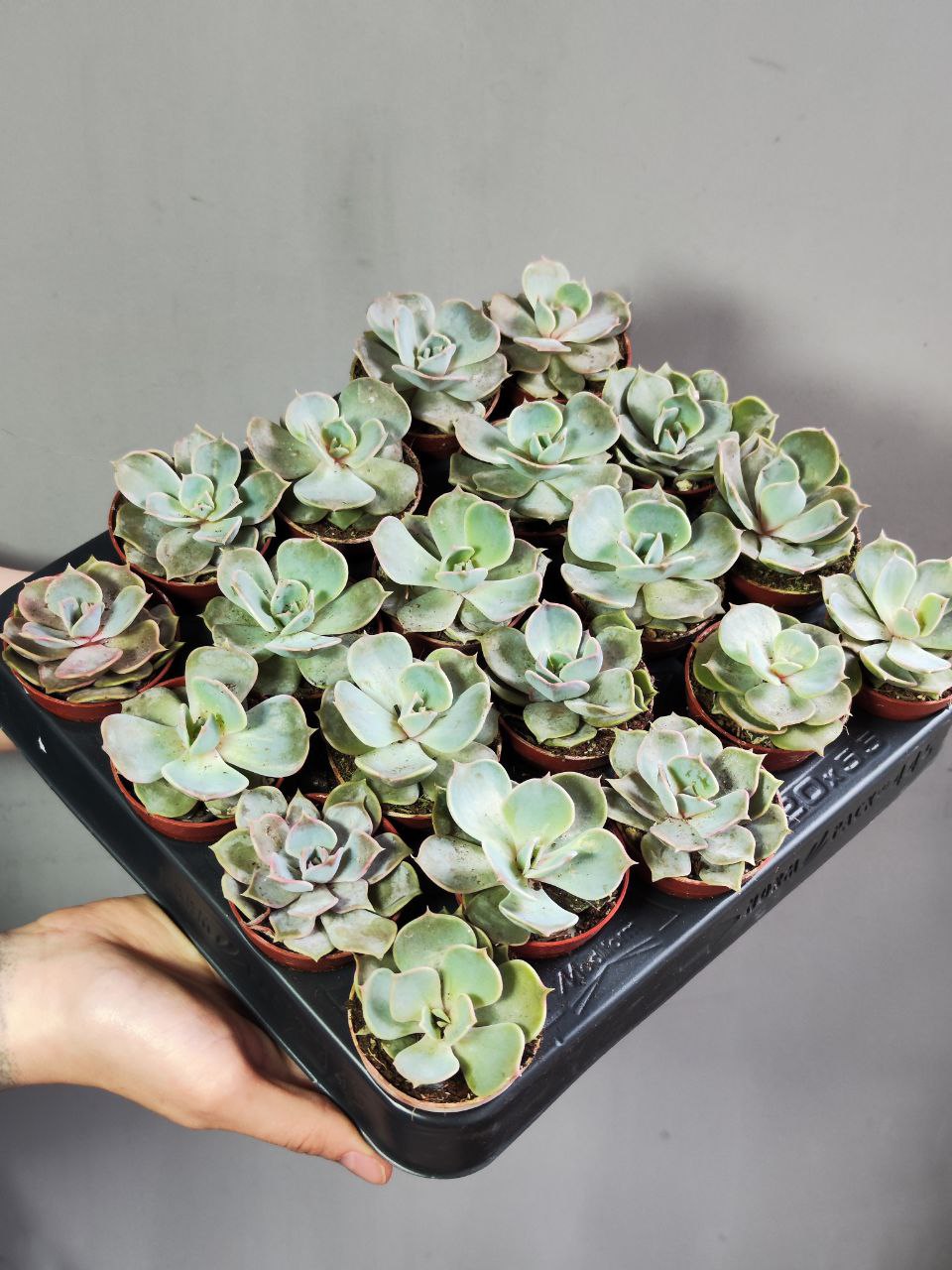 Эхеверия Лиловая, Лилацина (Echeveria Lilacina) D5см