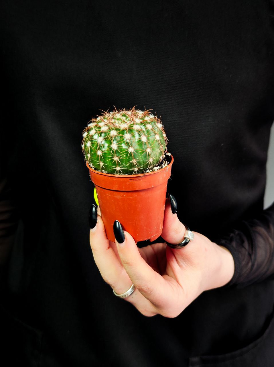 Нотокактус Юбельмана (Notocactus Uebelmaniana) D5см
