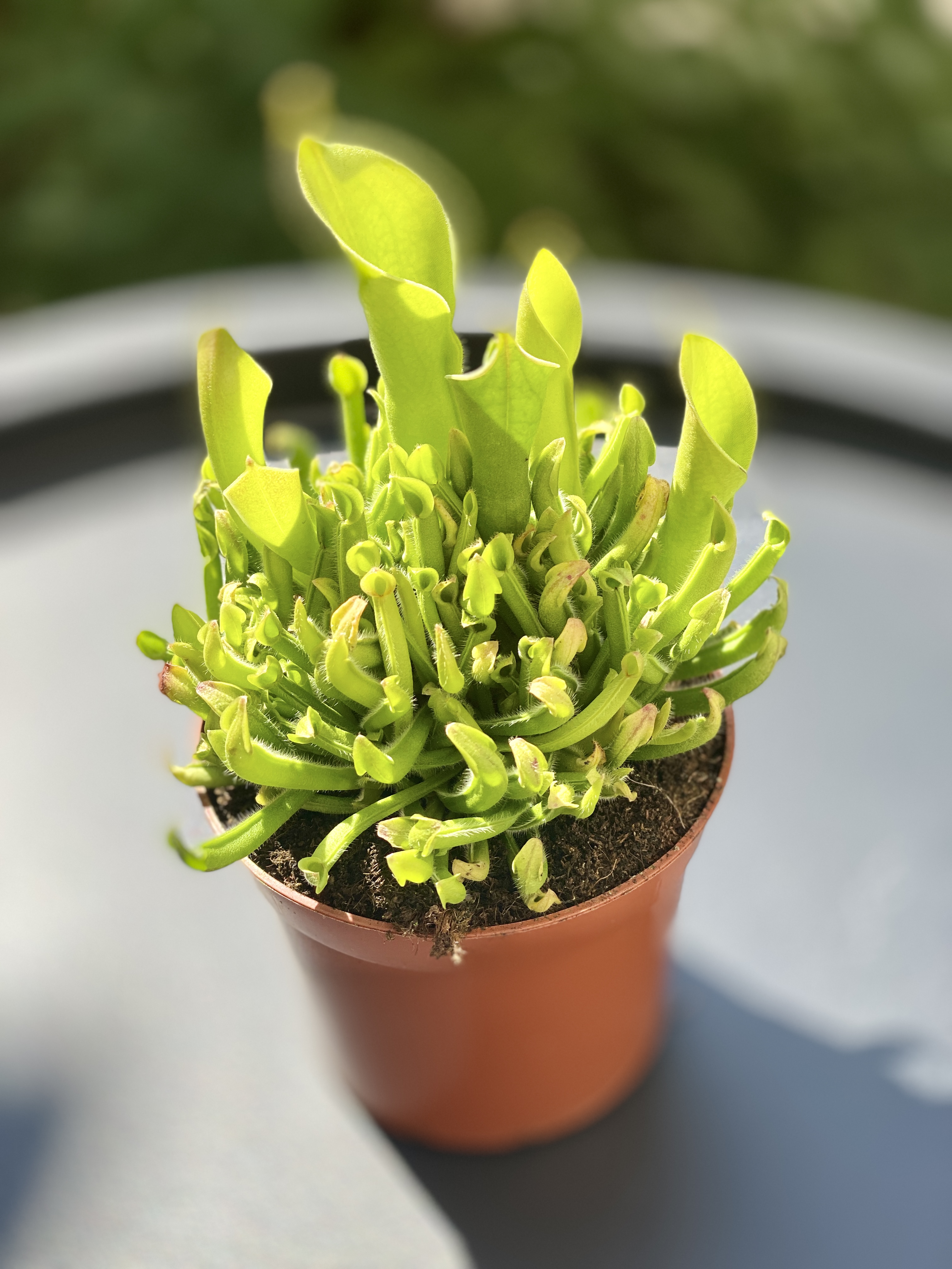 Гелиамфора (Heliamphora Heterodoxa x Minor) D9см