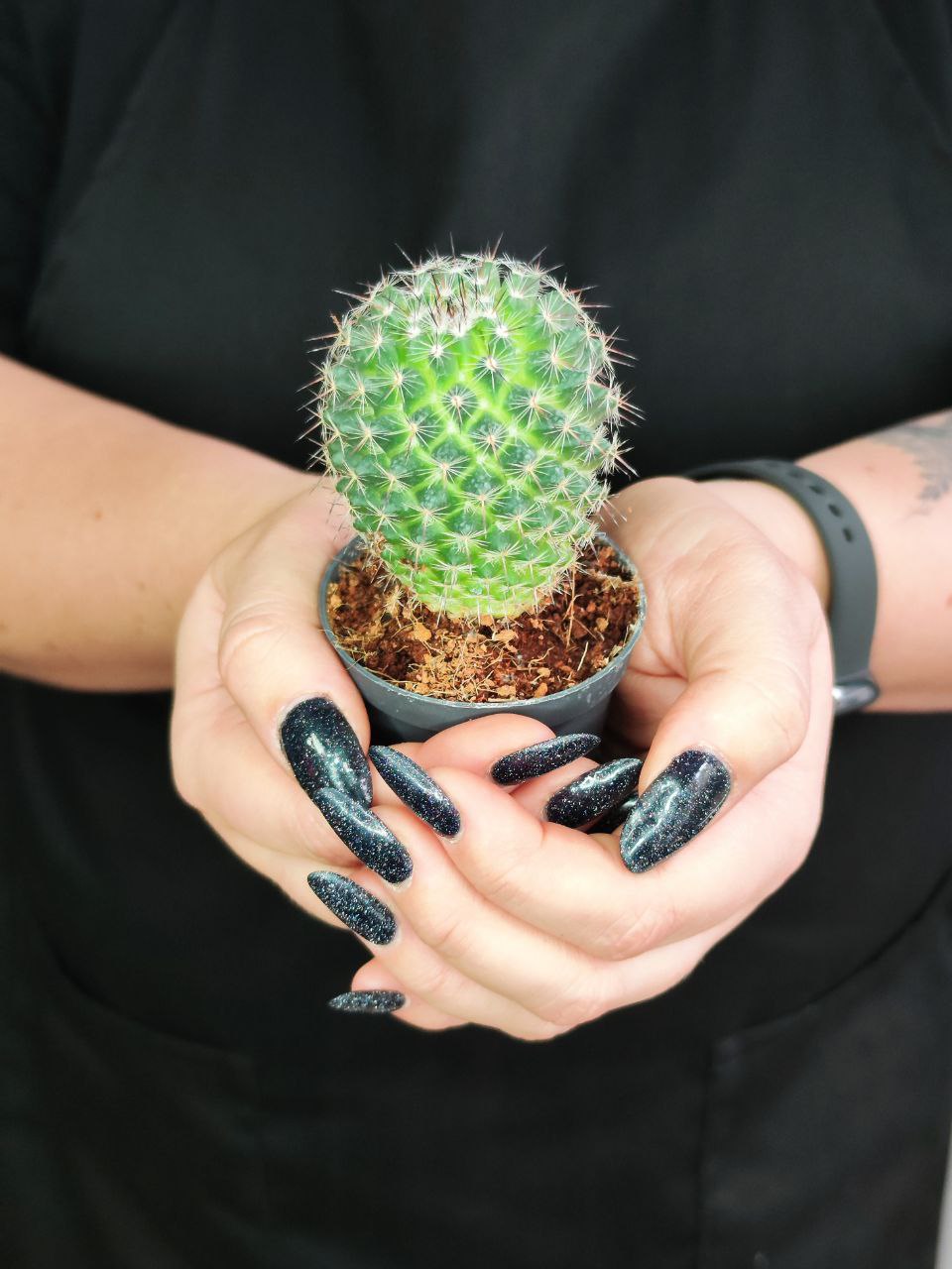 Маммиллярия Превосходная Одиночная (Mammillaria Perbella) D5см