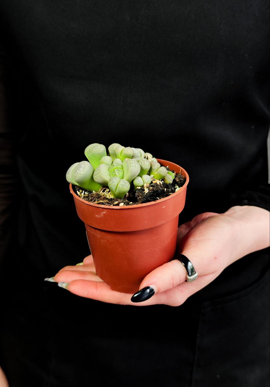Литопсы Грин (Lithops Green Group) D8см