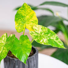 Алоказия Гагеана Вариегатная Ауреа (Alocasia Gageana Variegated Aurea) D8см