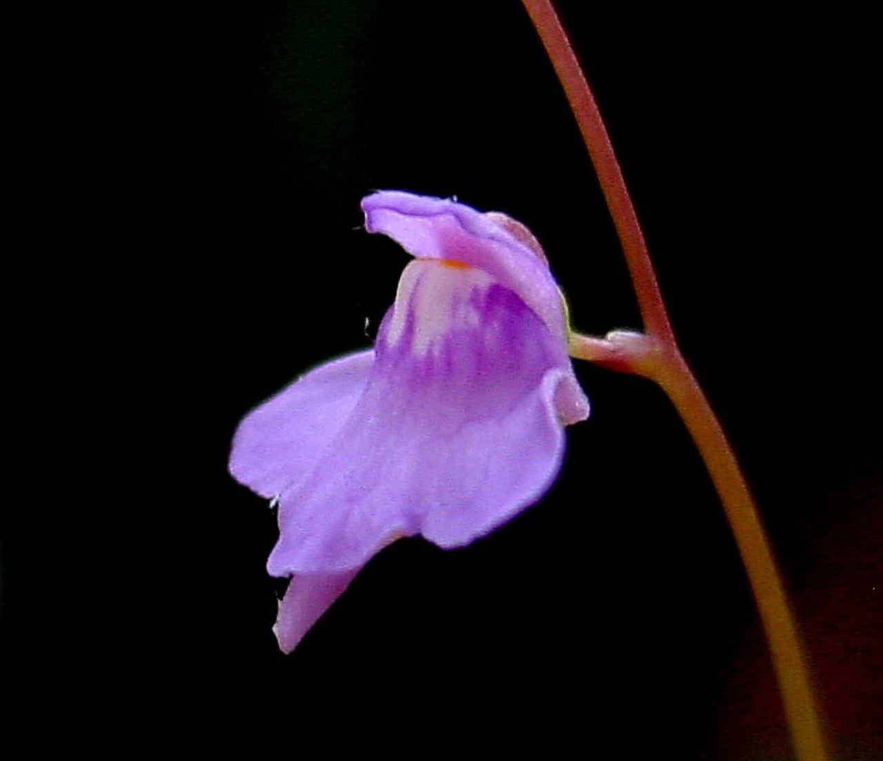Пузырчатка миниатюрная (Utricularia minutissima) D9см