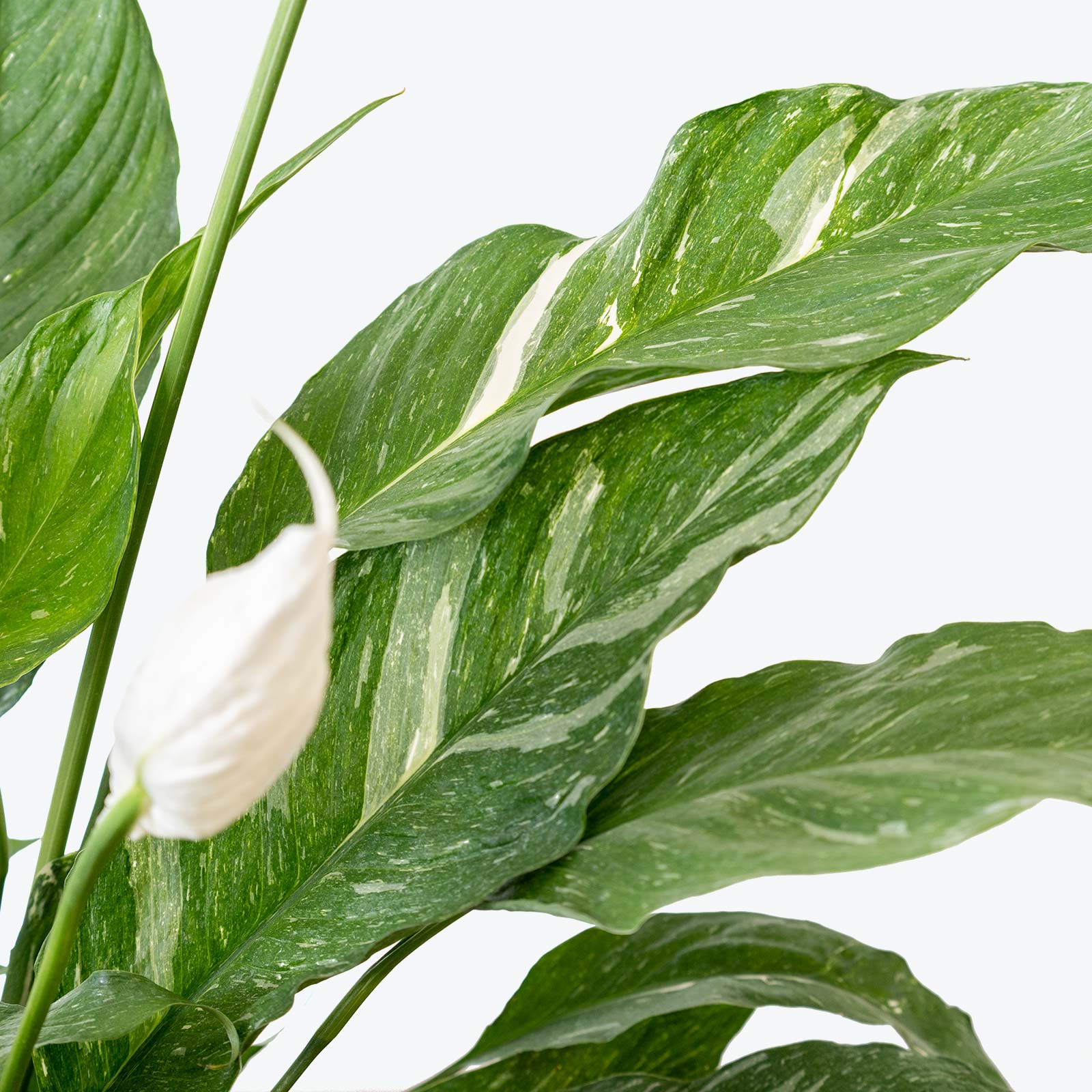 Спатифиллум Домино (Spathiphyllum Domino) D12см