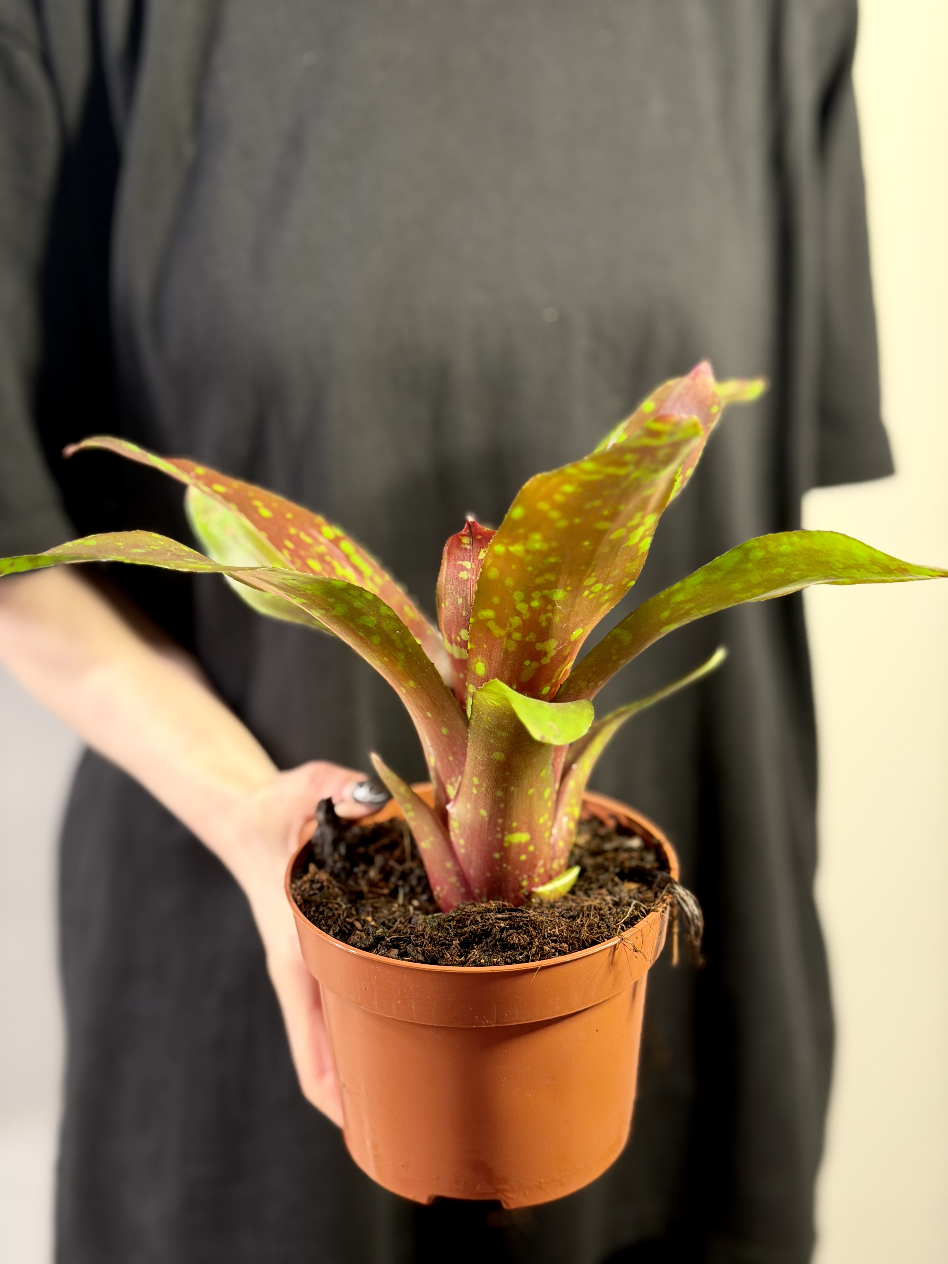 Неорегелия Галакси (Neoregelia Galaxy) D12см