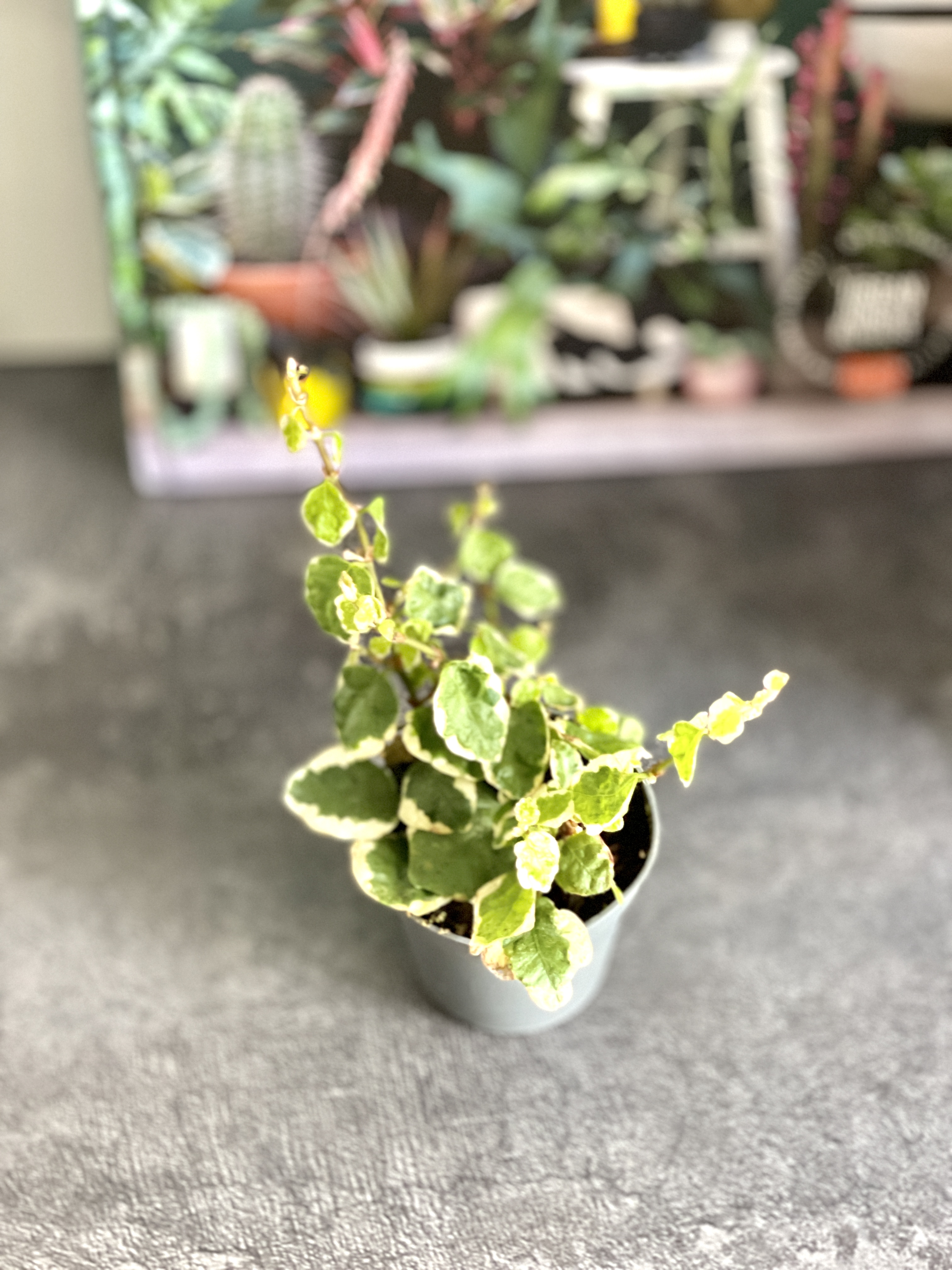 Фикус «Пумила Белла Санни» (Ficus Pumila Belle Sunny) D6см