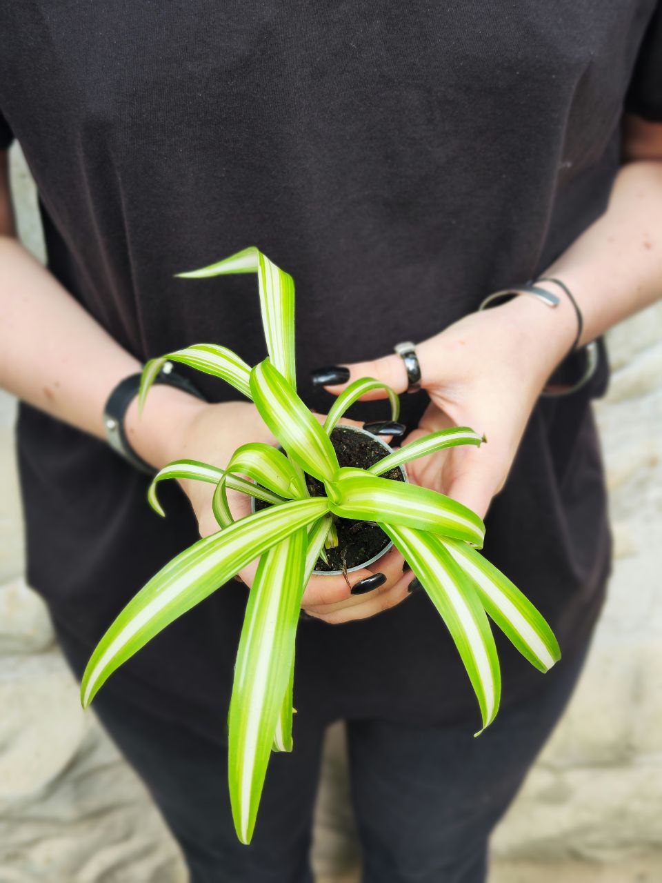 Хлорофитум Вариегата (Chlorophytum Variegatum) D6см
