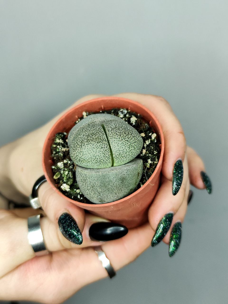 Плейоспилос Нелли Одиночный (Pleiospilos Nelii) D5см