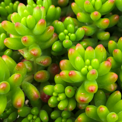 Седум Рубротинктум Грин (Sedum Rubrotinctum Green) D5см