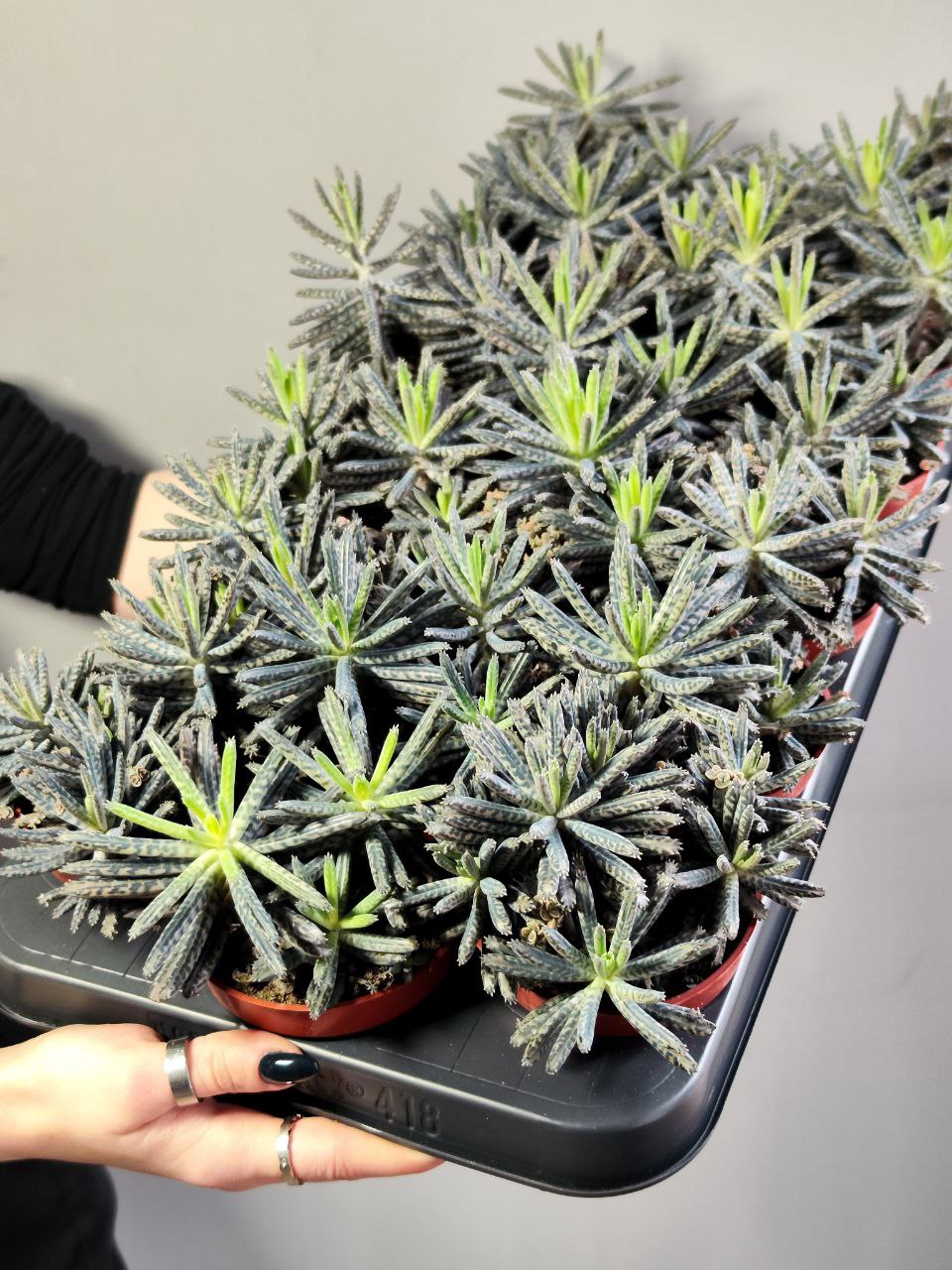 Каланхоэ Тубифлора, или Трубкоцветное (Kalanchoe Tubiflora) D8,5см