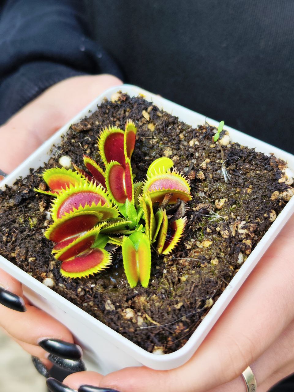 Венерина Мухоловка, Дионея Зверская Акула (Dionaea Muscipula Brutal Shark) D9см