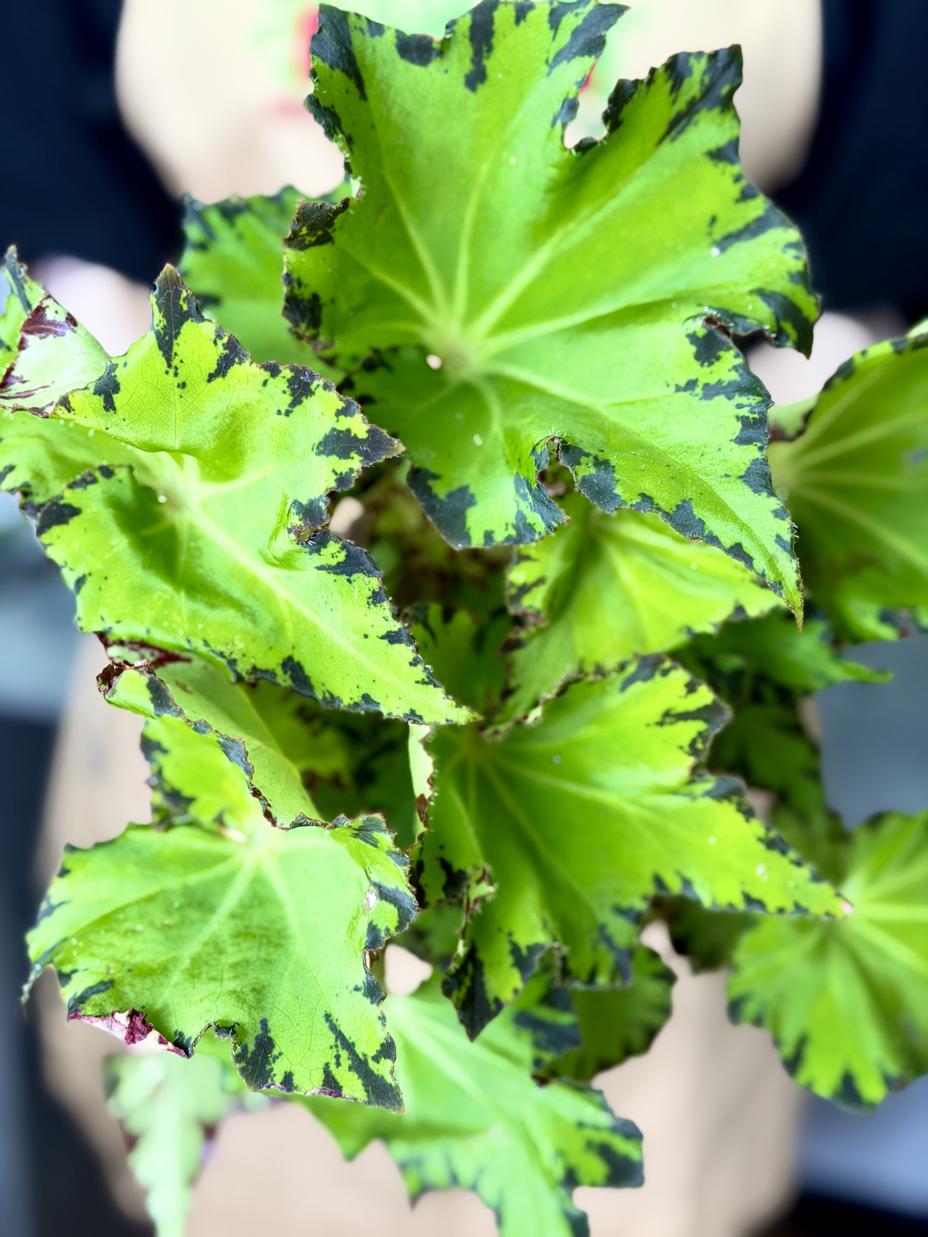 Бегония Рекс Ред Джайв (Begonia Rex Red Jive) D12см