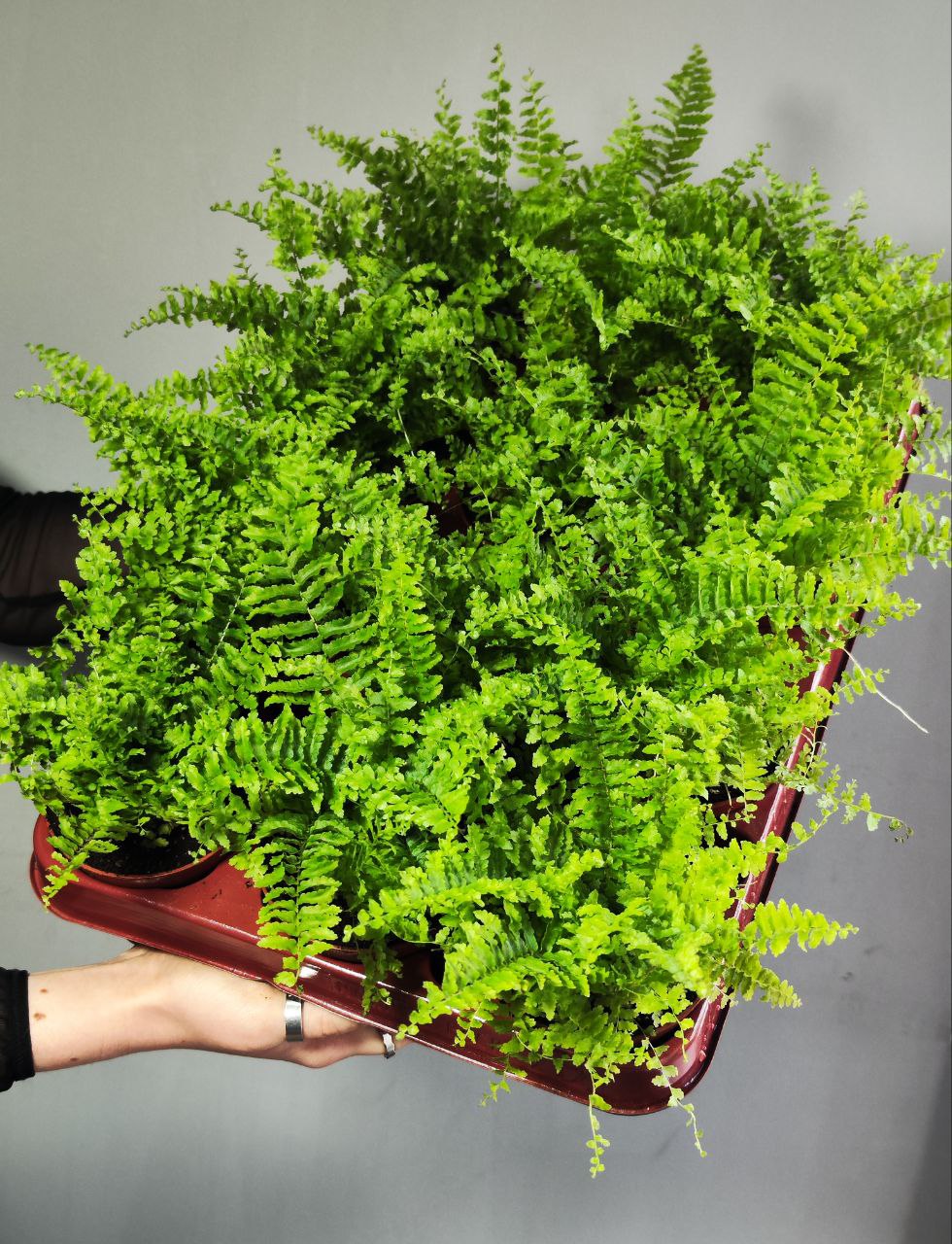 Нефролепис Возвышенный (Nephrolepis Exaltata Fluffy Ruffle) D8,5см