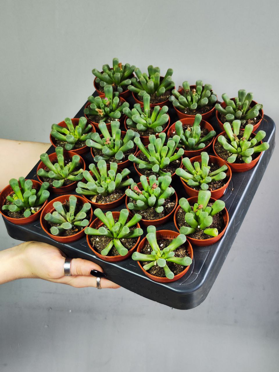Фрития Прекрасная (Frithia Pulchra) D5см