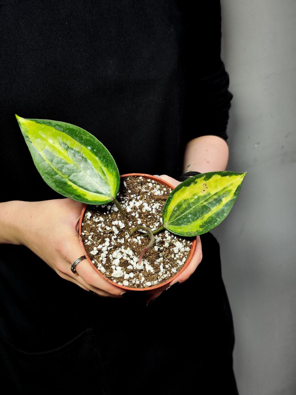 Хойя Латифолия Пот оф Голд (Hoya Latifolia Pot of Gold) D10см