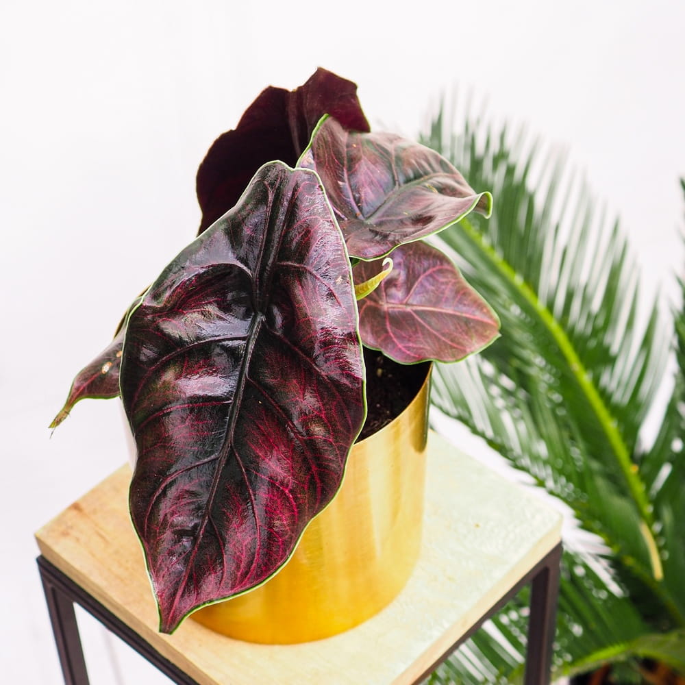 Алоказия Азлани (Alocasia Azlanii) D6см