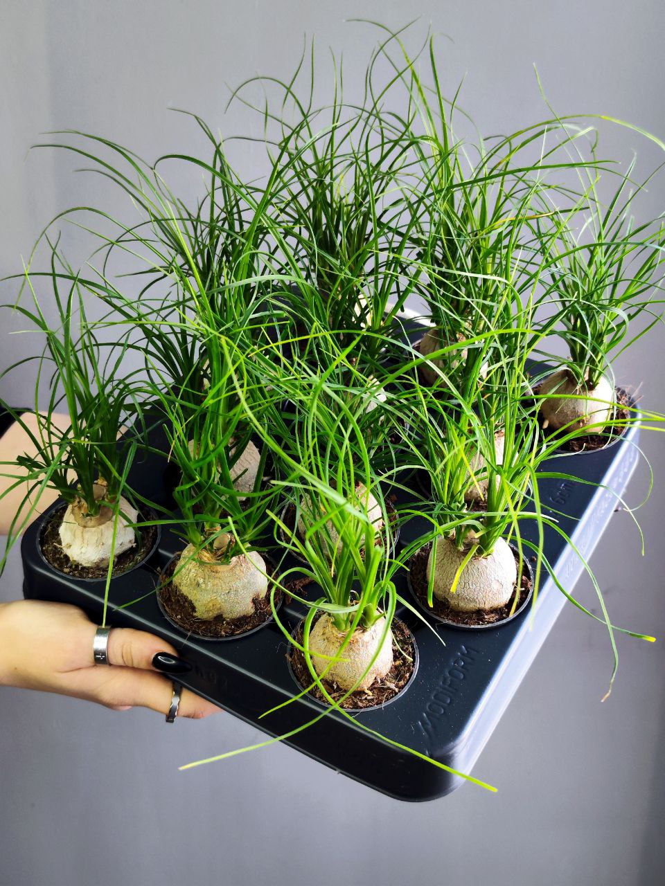 Нолина Бокарнея Рекурвата (Beaucarnea Recurvata Nolina) D6см