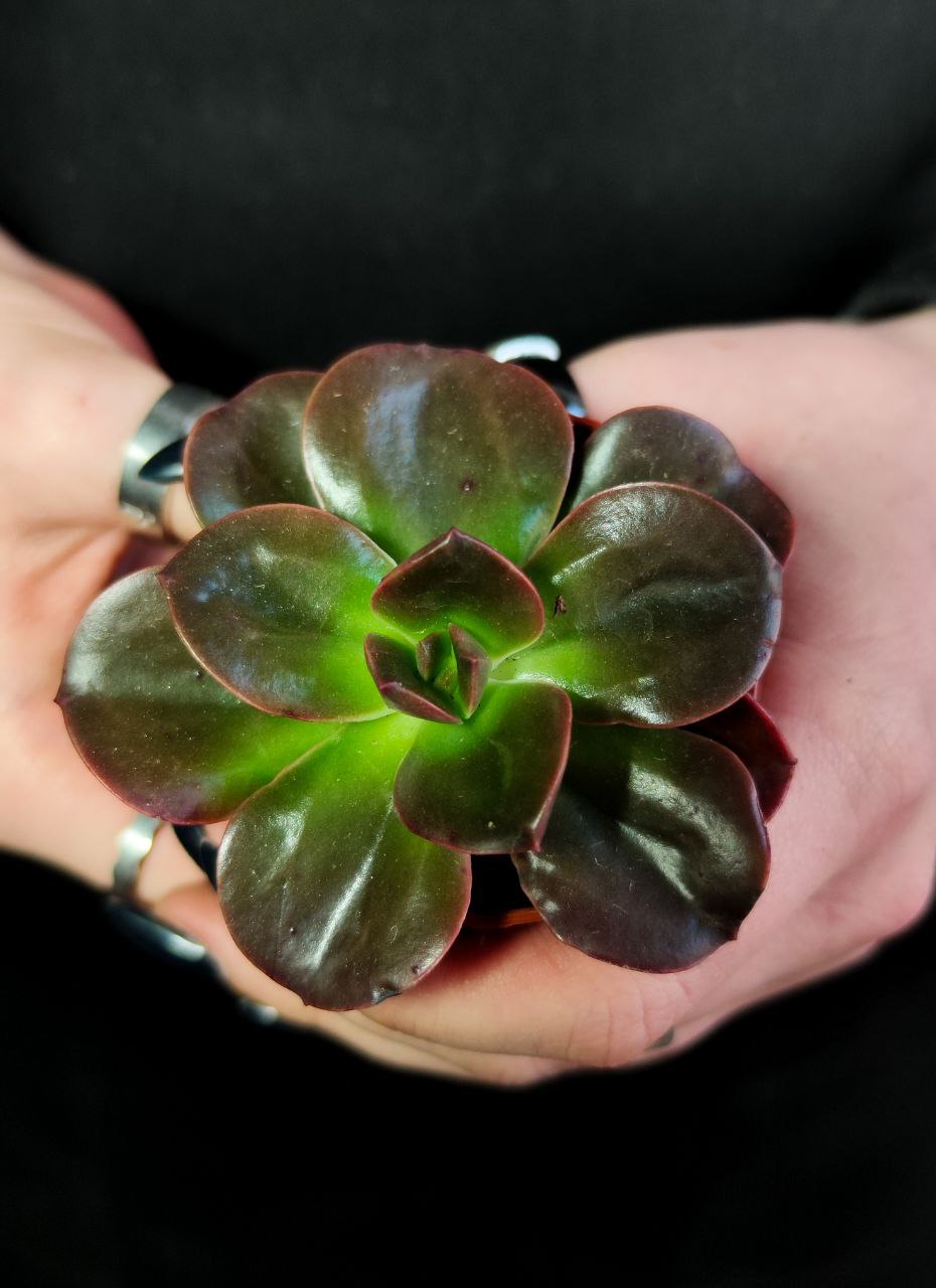 Эхеверия Блэк Мэджик (Echeveria Black Magic) D5см