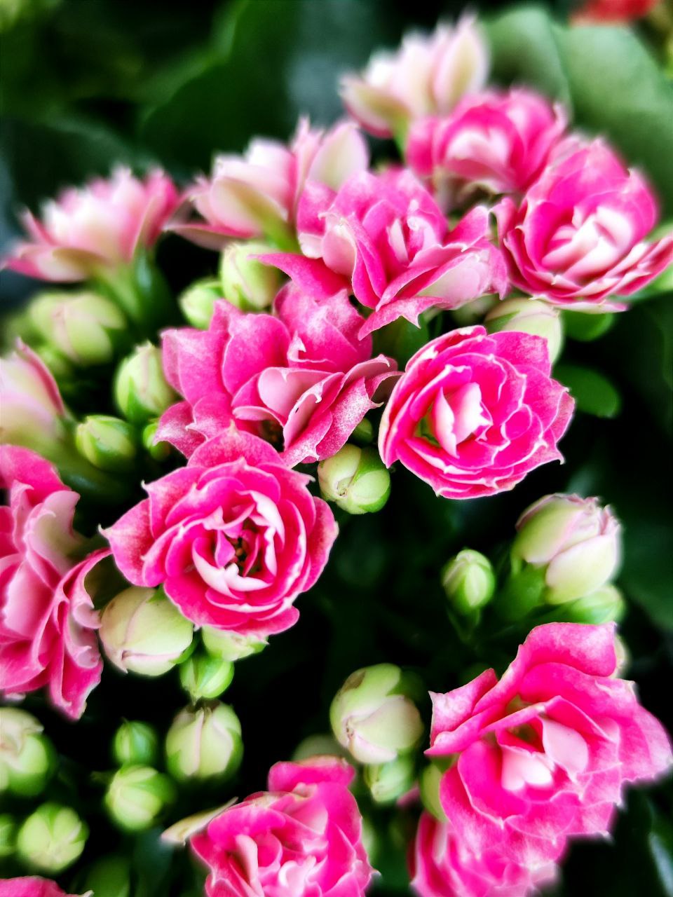 Каланхоэ Розалина Розовато - Белая (Kalanchoe Rosalina White Pink) D9см