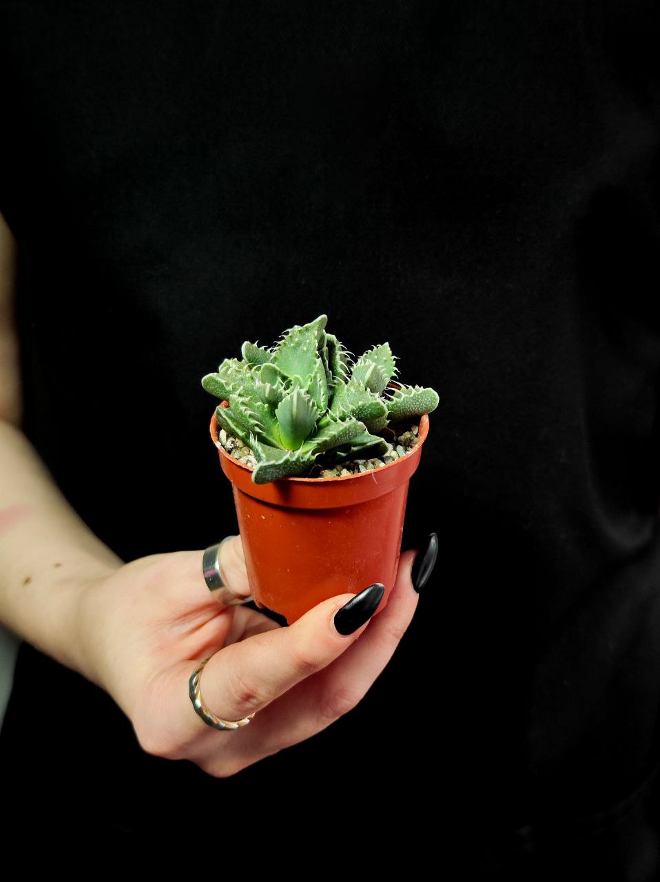 Фаукария Тигровая (Faucaria Tigrina) D5см