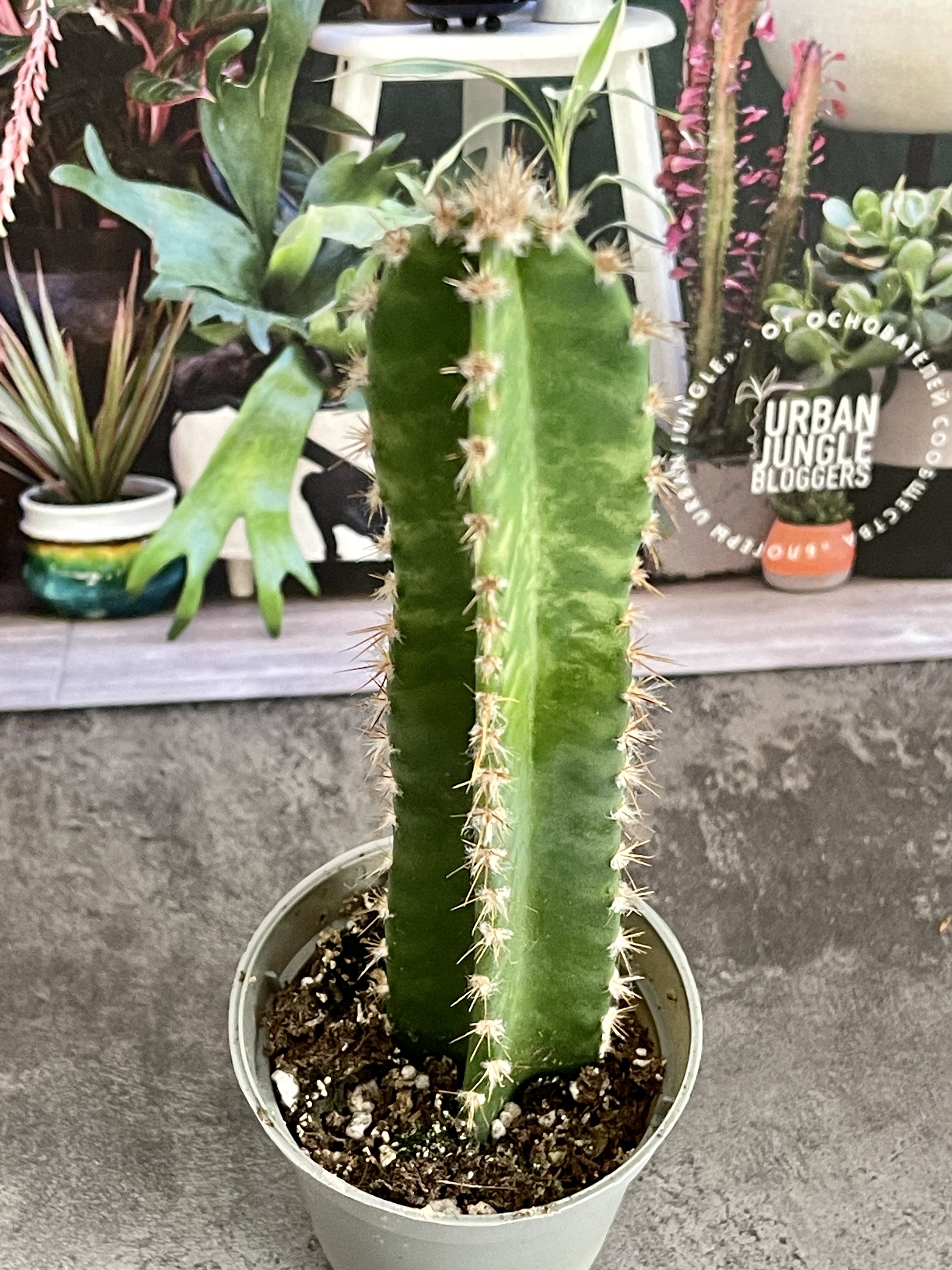 Цереус Флорида (Cereus Peruvianus Florida) D5см