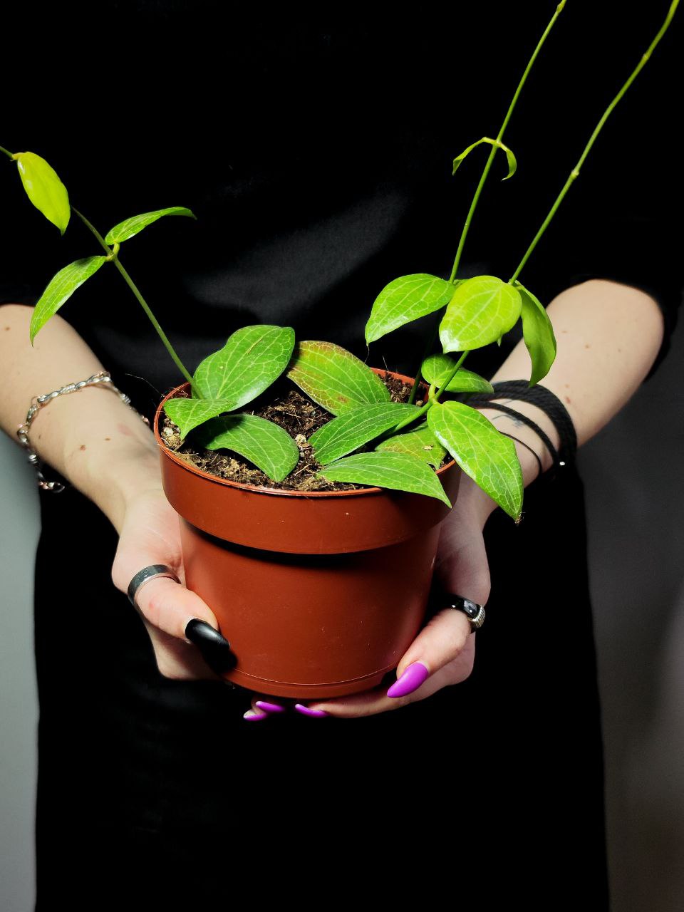 Хойя Фитчи (Hoya Fitchii) D10см