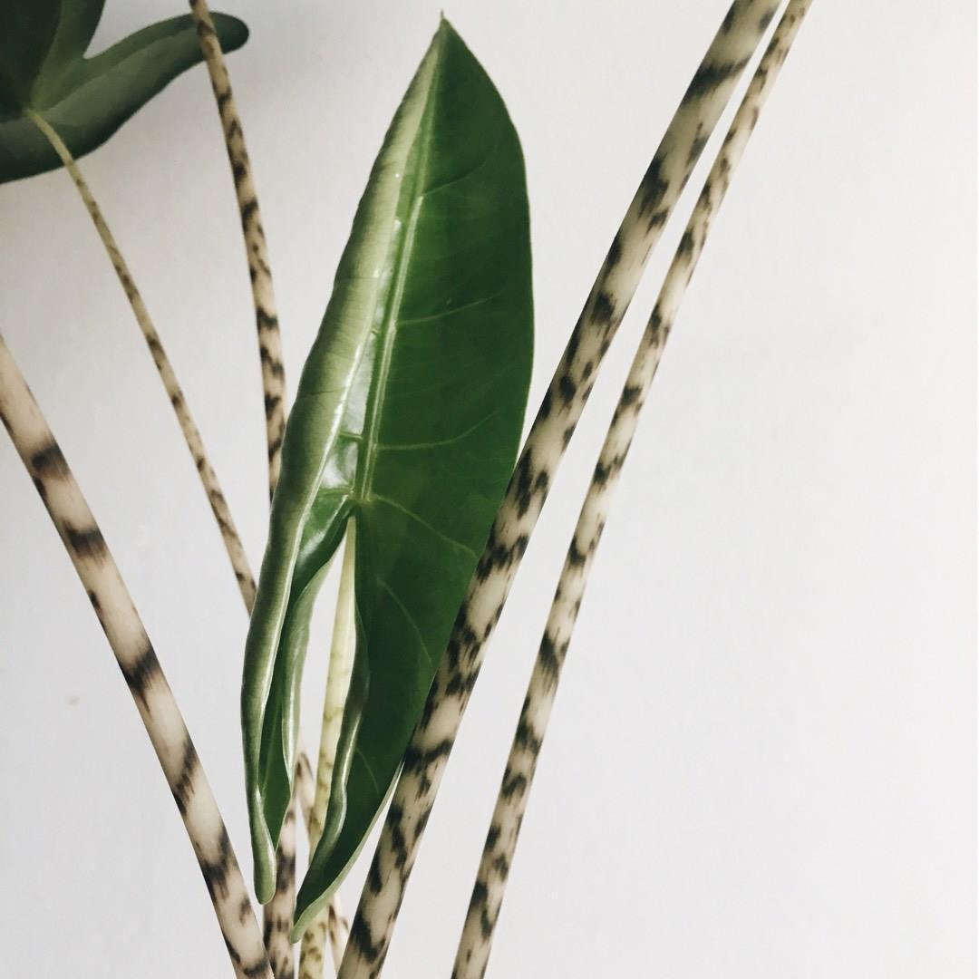 Алоказия Зебрина (Alocasia Zebrina) D6см