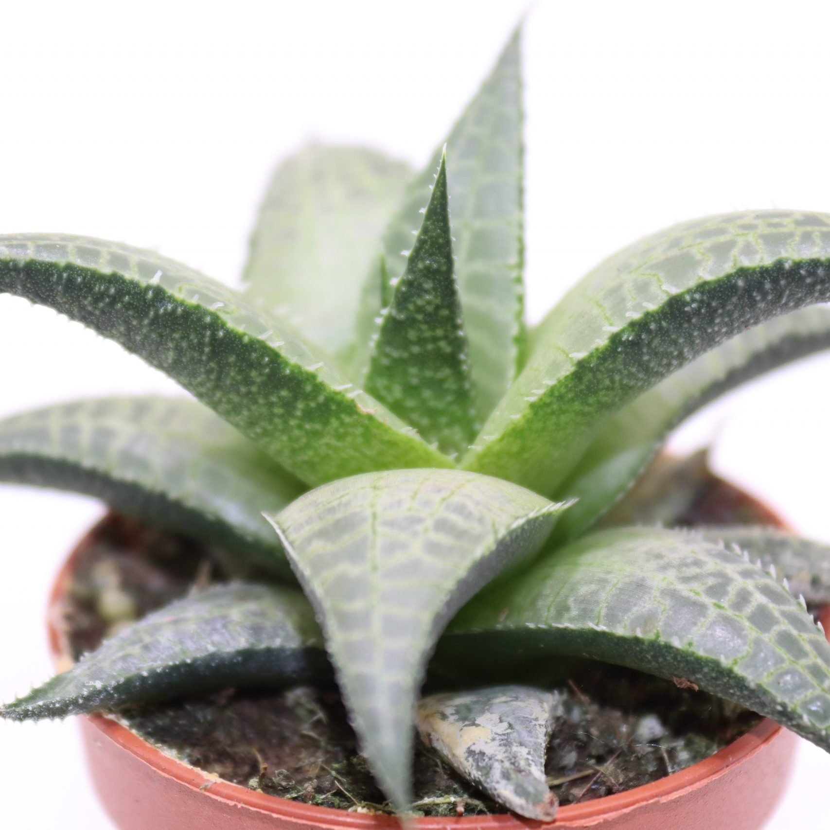 Хавортия Тесселата, Шахматная (Haworthia Tesselata) D5см