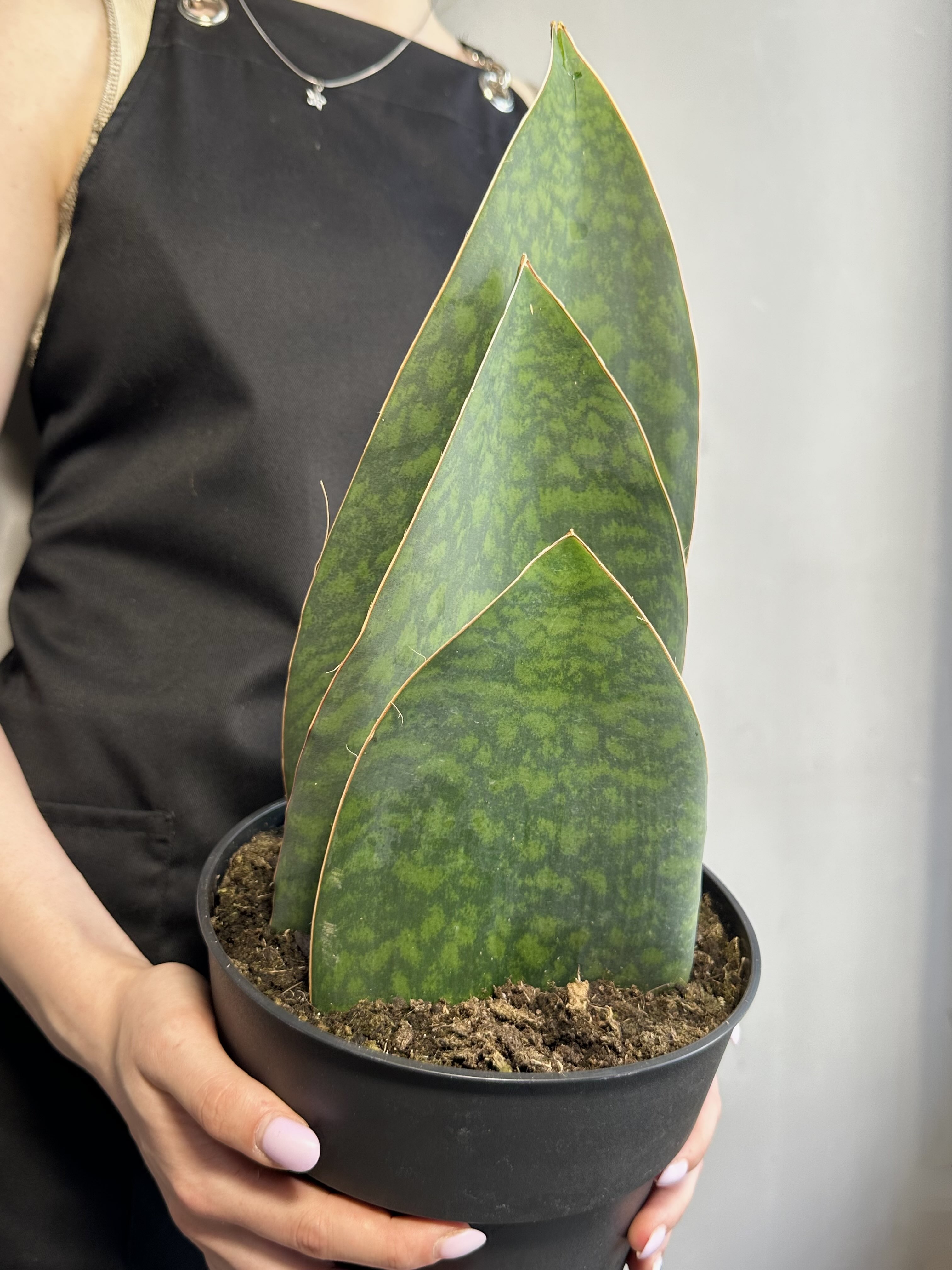 Сансевиерия Масониана Виктория XXL (Sansevieria Big Leaves Green) D19см