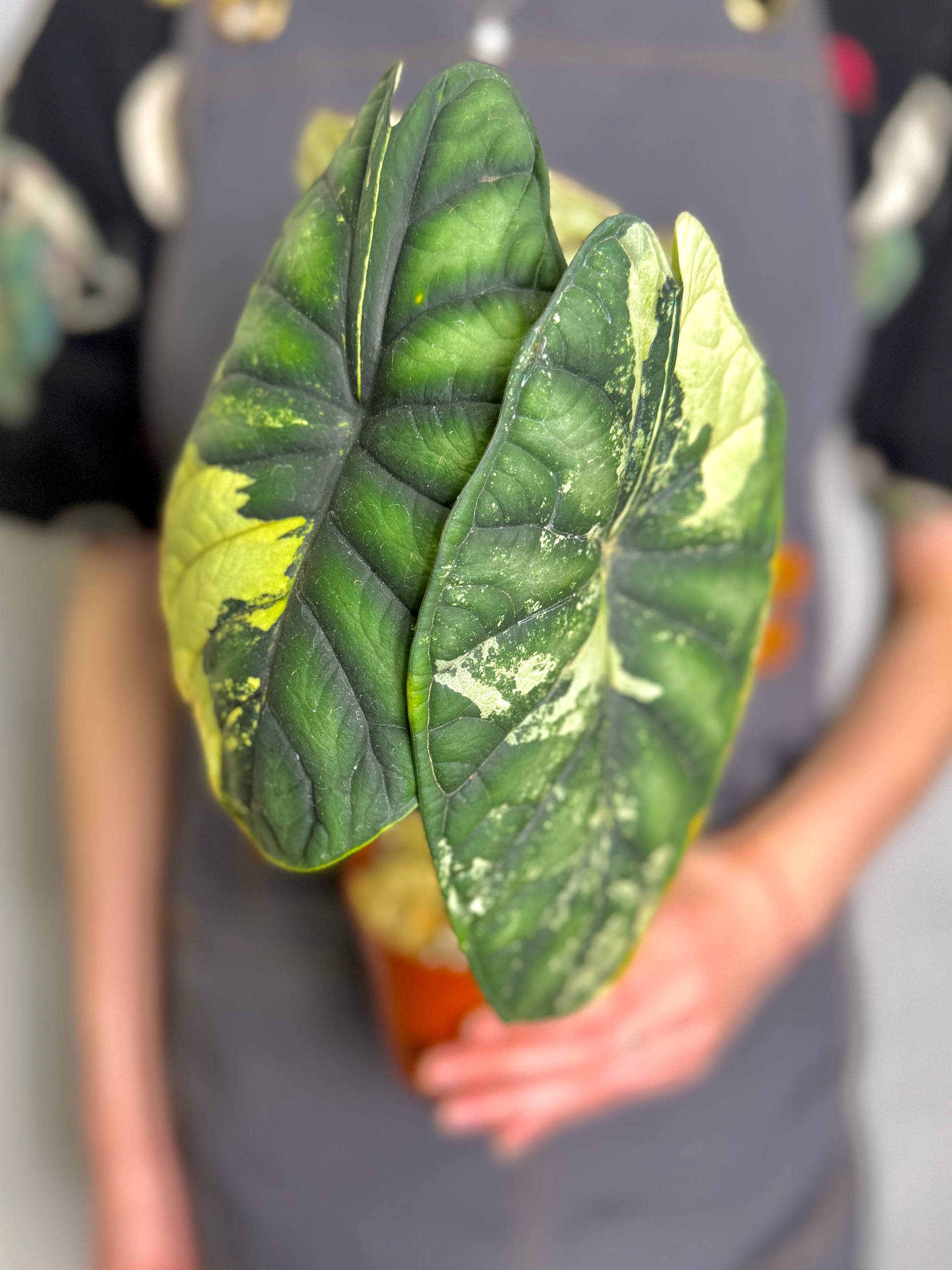 Алоказия Драгон Скейл Вариегатная (Alocasia Dragon Scale Variegata) D9см